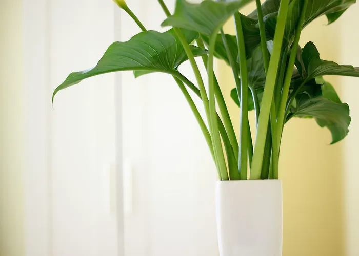 Sunshine Bed & Breakfast Sorrento